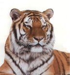 Voice of the Tiger